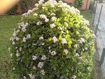 crassula ovt en boule.jpg