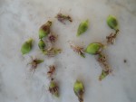 nectari fruit supprime.JPG
