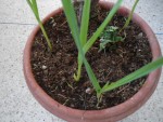 ail au pied fruitier.JPG