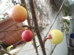 prunier en frui.JPG