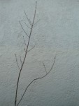 DSC05566.JPG