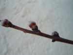 DSC05572.JPG