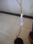 pêcher taillé et greffé.JPG