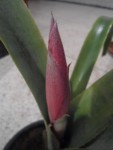 billbergia nutans (2).JPG