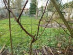 vigne B 2014.jpg