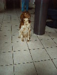 Le chien de ma fille au pied de la colonne qui supporte toute la maizanine et la toiture son living fait  ~ 60 m2. Fabrication Papyjo1.