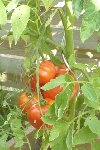 gros plan sur les tomates.jpg