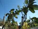 pomelo floraison genereu.JPG