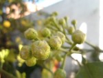 pomelo fleu.JPG