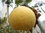 pomelo fruit.JPG