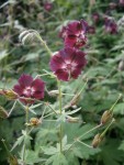 geranium phaeum par Meneerke bloem.jpg