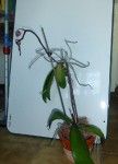P1000238.JPG