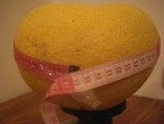 pomelo cinquante neuf cm.JPG
