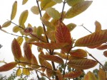 goyave feuille en hiver.JPG