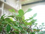 CIMG0087.JPG