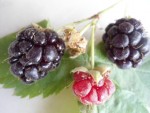 muroisier fruits.JPG