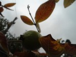 goyave dernier fruit.JPG