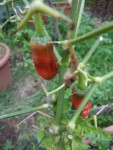 piment fruit en hiver.JPG