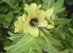 Henbane1.jpgSchwarzes Bilsenkraut.jpg