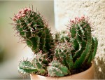 Euphorbia horrida (2).JPG