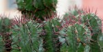 Euphorbia horrida 11.jpg