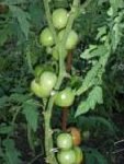 que c'est chargé!! le plant fait 1.80m de haut. 8 grappes et encore 7 bouquets!