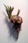 tubercule vert