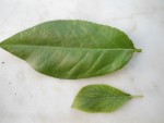 feuille prunier deux tailles.JPG