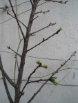 prunier debut floraison.JPG