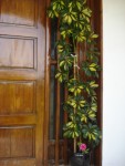 schefflera en pot.jpg