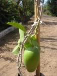 mangur sur jeune plant.jpg