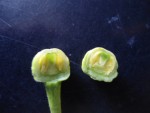 pomelo-coupe bourgeon fleur.JPG