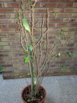 ficus taille2.jpg