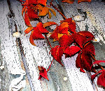 gic-automne00050_gd.jpg