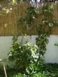schefflera.jpg
