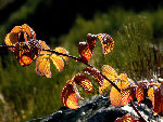 gic-automne00207.jpg