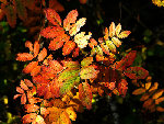 gic-automne00224_gd.jpg