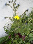 BOUQUET DE FLEURS SAUVAGES.JPG