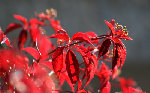 gic-automne00228_gd.jpg