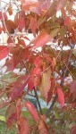 IMAG0335.jpg