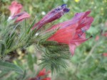 viperine fleur.JPG