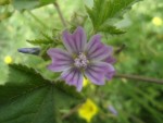 mauve sylvestre fleur éclose.JPG