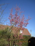qu'il fait beau !.jpg