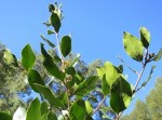 branche fleurie 1.jpg