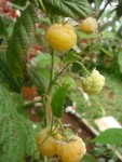 framboise gold.jpg