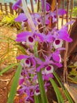 orchideee (Copier) (Copier).jpg