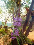 orchid (Copier).jpg