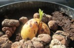 mon avocatier qui meme ayant un trop petit  pot pousse quand meme asser vite il a que 3 jours