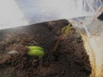 mon manguier qui a tant bien que mal finis par pousser malgre quelque petit pepins ... il a quand a lui 8 jours