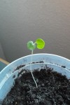 graine d hibiscus